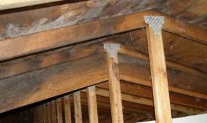 attic-mold