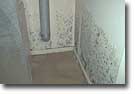 Mold climbs up walls, invades carpet and infests drywall.