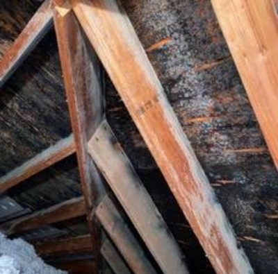Heavy attic mold on sheathing and rafters