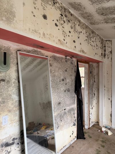 Black mold throughout a bedroom