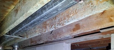 Crawl space mold — before