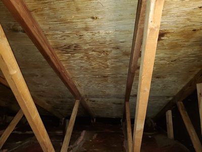 Mold remediation in progress