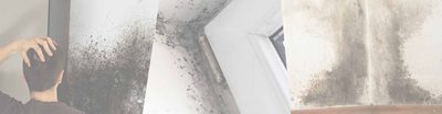 Mold remediation — Michigan