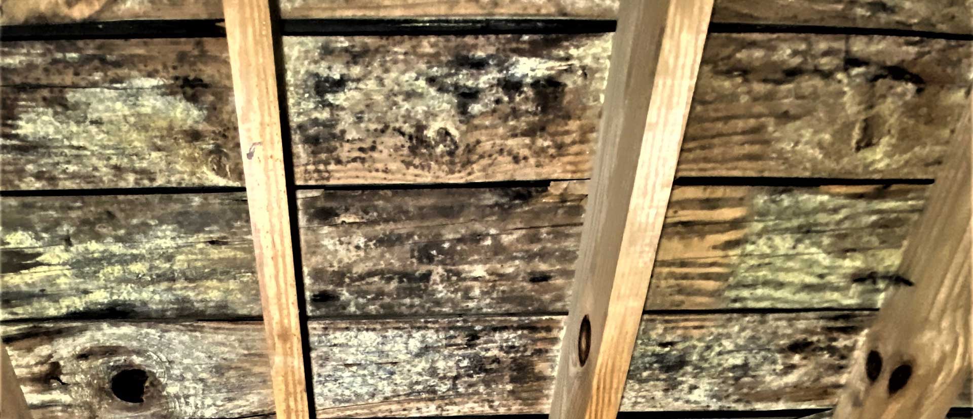 Attic mold removal in a Michigan home — before