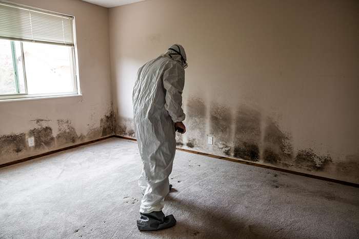 Mold damage cleanup & mitigation in Walker