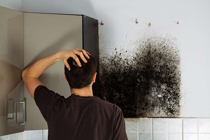 Mold cleanup and damage restoration in Commerce