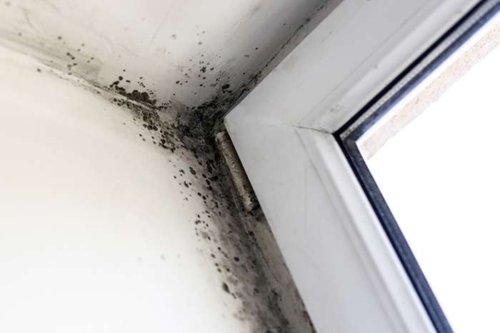 Basement, attic, and crawlspace mold cleanup in Wayne