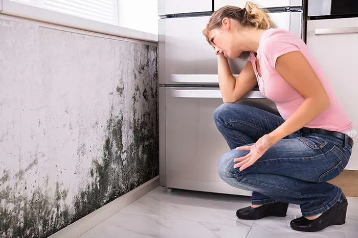 Certified mold removal specialists in Lansing