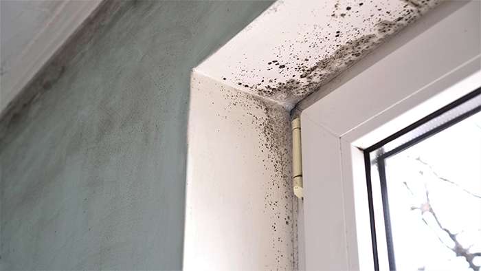 Certified mold removal specialists in Commerce